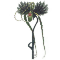 Les Fleurs du Mal